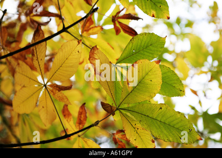 Full-Frame-Format Landschaftsbild von grünen, gelben und braunen Herbstlaub Stockfoto