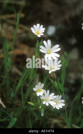 Größere Stitchwort Stockfoto