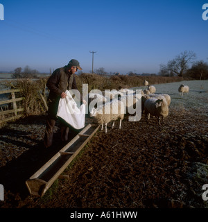 Farmer Matthew Lane auf der Papley farm Selbstversorger Hütten im ländlichen Northamptonshire Stockfoto