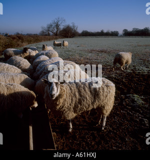 Papley Bauernhof Selbstversorger Hütten im ländlichen Northamptonshire Stockfoto