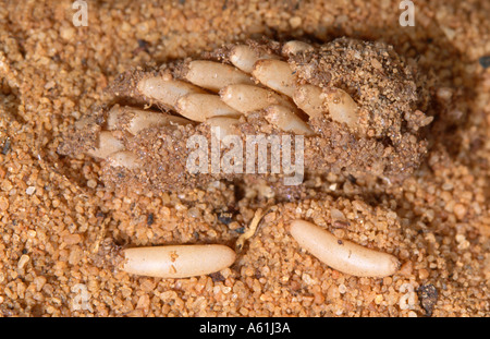Australische Pest Heuschrecke Ei-pod Stockfoto