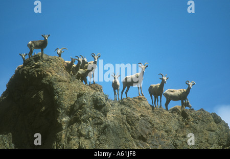 Bighorn Schafe auf Hügel Stockfoto