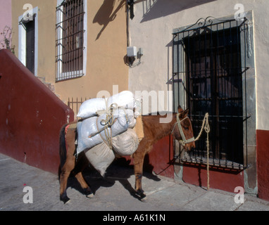 Mexiko Guanajuato Guanajuato Plaza de San Roque Esel Stockfoto