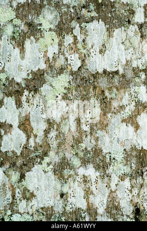 Puerto Rican Königspalme (Roystonea Borinqueana) Nahaufnahme der Rinde bedeckt von Flechten, die ursprünglich aus Puerto Rico Stockfoto