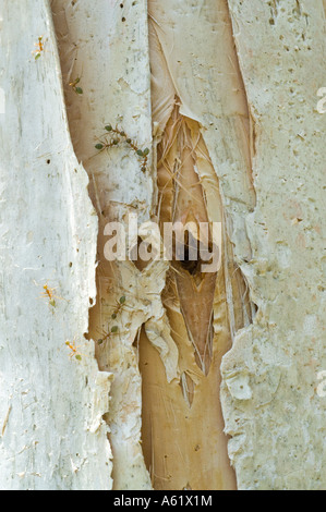 Grüne Ameisen (Oecophylla SP.) zu Fuß auf leichte Baum (Melaleuca SP.) Baumstamm, Cairns, Queensland, Australien Stockfoto