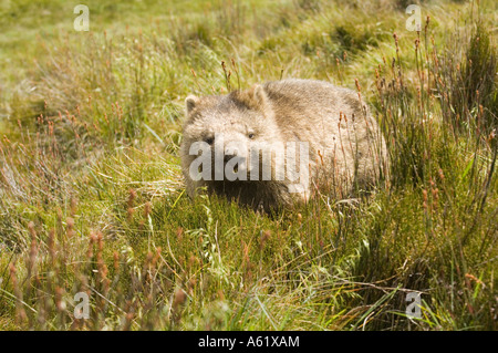 Gemeinsamen Wombat (Vombatus Ursinus) Fütterung, Cradle Mountains NP Tasmanien, Australien Stockfoto