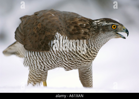 Erwachsene Frau Habicht (Accipiter gentilis). Wild Bird von einem versteckten Kouvola, südlichen Finnland Stockfoto