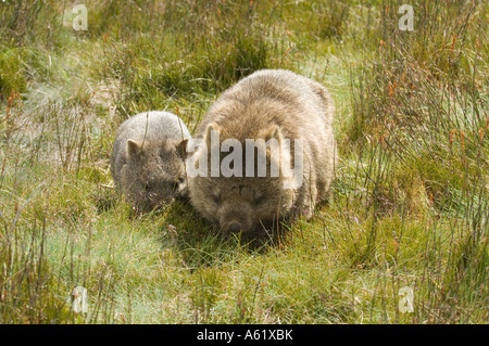 Gemeinsamen Wombat (Vombatus Ursinus) Erwachsenen mit jungen, Fütterung, Cradle Mountains Nationalpark Tasmanien Australien Stockfoto