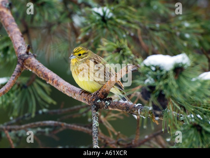 Die Goldammer wären (Emberiza citrinella), Kouvola, Finnland, Europa Stockfoto