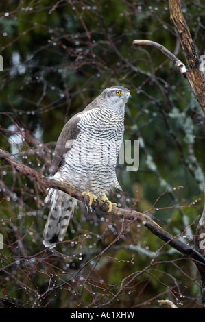 Erwachsene Frau Habicht (Accipiter gentilis). Wild Bird von einem versteckten Kouvola, südlichen Finnland Stockfoto