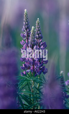 Großer-blättrig Lupine (Lupinus Polyphyllus) Blumen im Feld Stockfoto