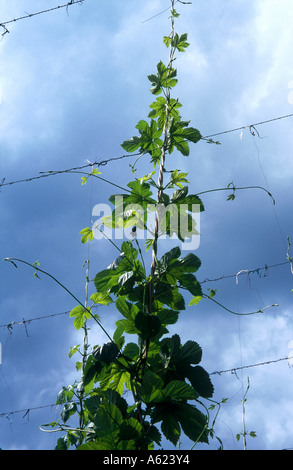 Gemeinsamen (Humulus Lupulus)-Hopfenpflanze, die im Feld, Holledau, Bayern, Deutschland Stockfoto