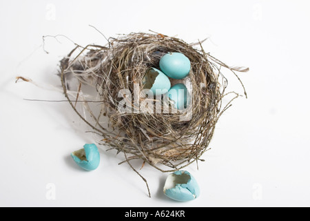 Vögel nisten mit blauen Eiern auf weißem Hintergrund einige Schuss von oben auf weißem Hintergrund geknackt Stockfoto