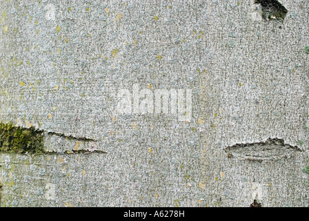 Gemeinsamen Buche Fagus sylvatica Stockfoto