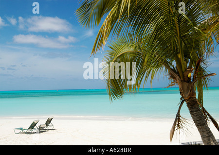 Palm-Baum und zwei Liegestühle auf Paradise Island, Querformat Stockfoto
