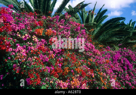 Bougainvillea-Blüten blühen auf Baum, Pajara, Mallorca, Balearen, Spanien Stockfoto