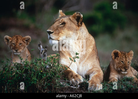 Löwin (Panthera Leo) liegen mit ihren jungen in Wald, Kenia Stockfoto