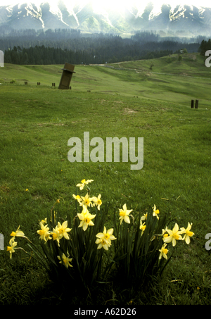 Narzissen in der Nähe von Gulmarg Kirche in Gulmarg, Kaschmir Indien Stockfoto
