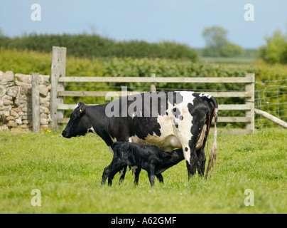 Britischen Holstein Fresian Kuh mit Neugeborenen Kalb Stockfoto