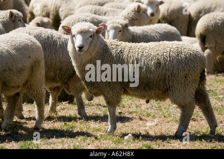 Herde von Merino-Schafe Catlins Südinsel Neuseeland Stockfoto