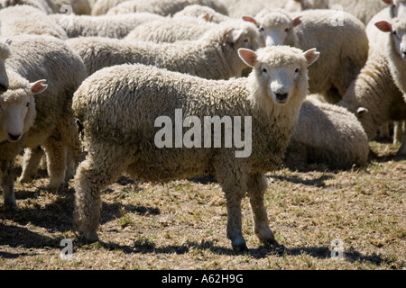 Herde von Merino-Schafe Catlins Südinsel Neuseeland Stockfoto