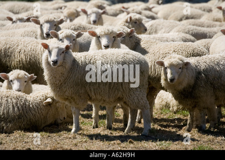 Herde von Merino-Schafe Catlins Südinsel Neuseeland Stockfoto