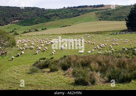 Merino-Schafe weiden auf Hügel Catlins Südinsel Neuseeland Stockfoto