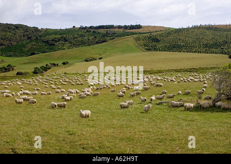 Merino-Schafe weiden auf Hügel Catlins Südinsel Neuseeland Stockfoto