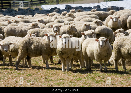 Herde von Merino-Schafe scheren Catlins Südinsel Neuseeland in Erwartung Stockfoto