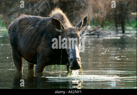 Elch stehend in See Stockfoto