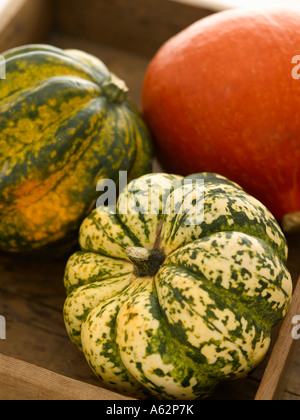 Squash-Stillleben Eichel Zwiebel und Harlekin Stockfoto