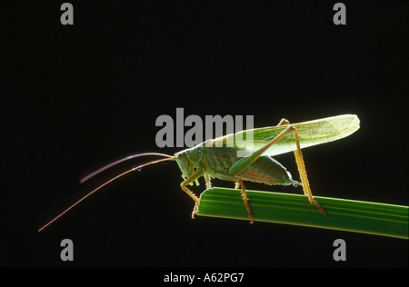 Nahaufnahme der Heuschrecke auf Blatt Stockfoto