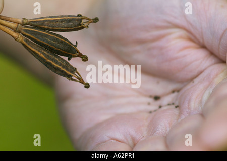 Sammeln von Samen aus getrocknetem Mohn Köpfe Stockfoto