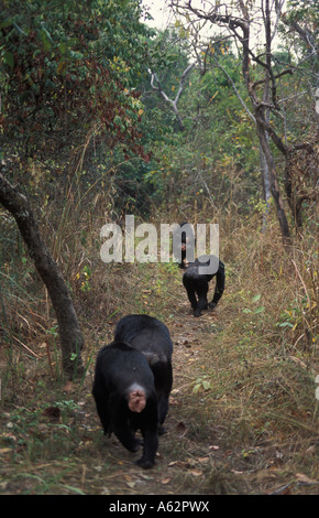 zu Fuß durch den Wald Schimpansen Pan Troglodytes Mahale Mountains Nationalpark Tansania Stockfoto
