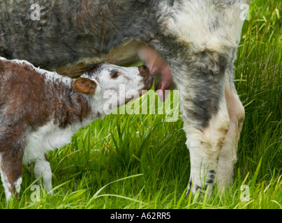 Longhorn Kuh mit Kalb bei Martin bloße reservieren Stockfoto