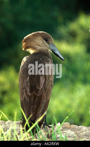 Hamerkop Scopus Umbretta Ngorongoro Krater, Tansania Stockfoto