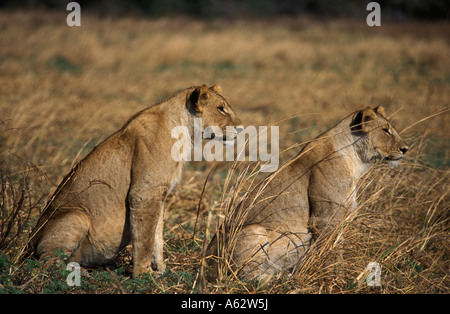 Löwenbabys Panthera Leo Katavi Nationalpark Tansania Stockfoto