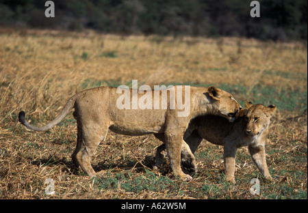 Löwenbabys spielen Panthera Leo Katavi Nationalpark Tansania Stockfoto