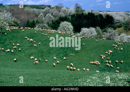 Luftaufnahme der Herde von Schafen auf Gebiet, Hessen, Deutschland Stockfoto