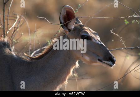 Große Kudu Tragelaphus Strepsiceros Ruaha Nationalpark Tansania Stockfoto