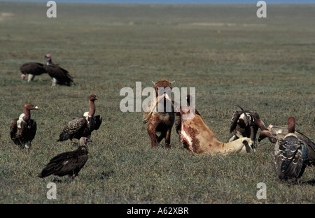 Gesehen, Hyäne Fütterung von einer Gazelle Crocuta Crocuta umgeben von Geier Serengeti Nationalpark, Tansania Stockfoto