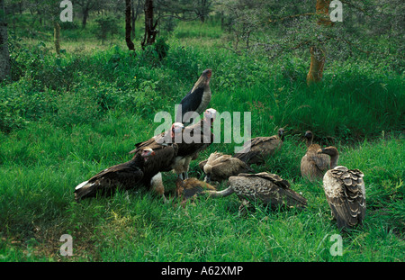 Geier und Marabou Storch aus einer toten Hyäne Aufräumvorgang Stockfoto