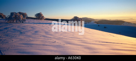 Buche auf schneebedeckter Landschaft, Schwarzwald, Deutschland Stockfoto
