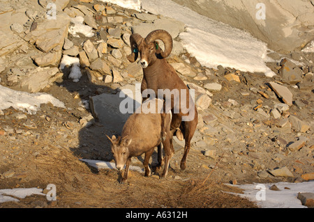 Dickhornschafe Paarung Stockfoto