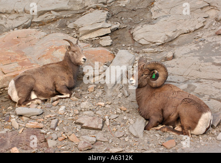 Bighorn Schafe 120 Stockfoto