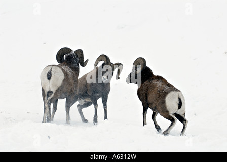 Bighorn Schafe Kopfstößen Köpfe Stockfoto