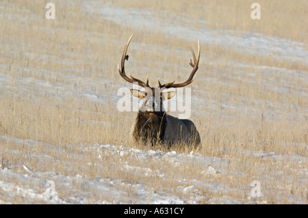 Ein Stier Elch in der warmen Sonne. Stockfoto