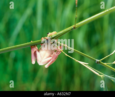 Nahaufnahme der amerikanischen grünen Laubfrosch (Hyla Cinerea) auf Ast Stockfoto