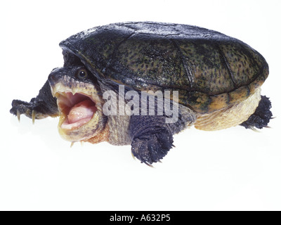 Nahaufnahme des schmalen überbrückt Moschus Schildkröte (Claudius Angustatus) mit offenem Mund auf weißem Hintergrund Stockfoto