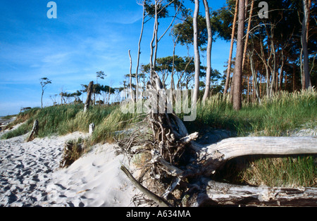 Bäume und Treibholz an einem Sandstrand, Mecklenburg-Vorpommern Pommern, Deutschland Stockfoto